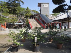 中山寺（花）