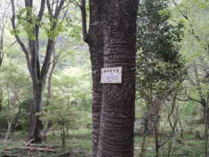 山桜