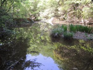 堰堤の水