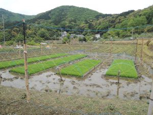田植え準備