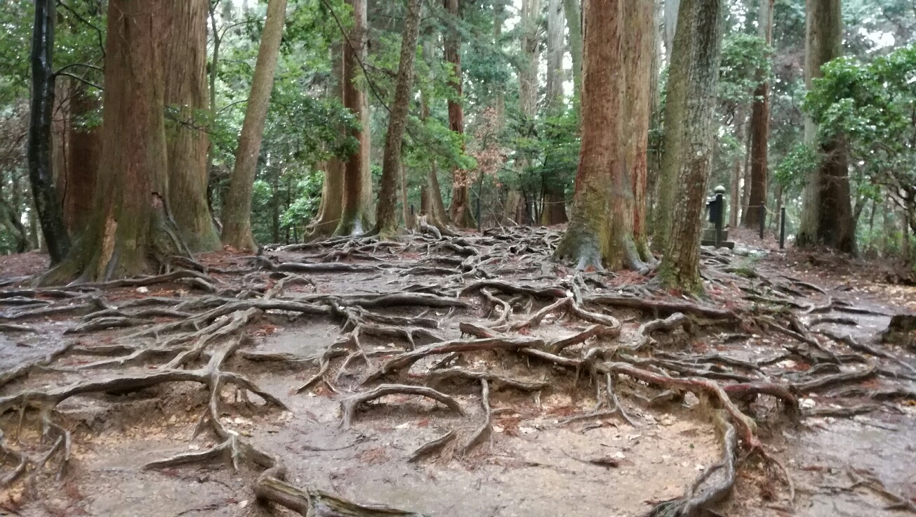 木の根道 木の根道