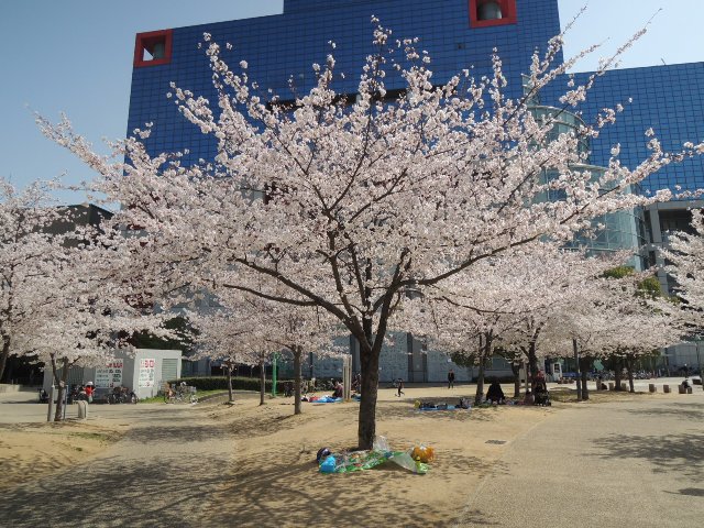 桜