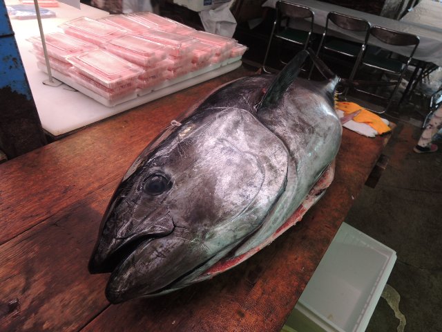 鮪