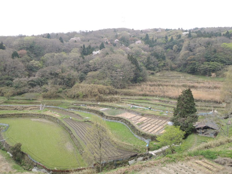 棚田