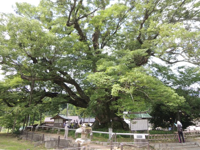 野間の大ケヤキ
