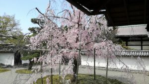 枝垂桜