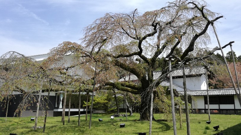 枝垂桜