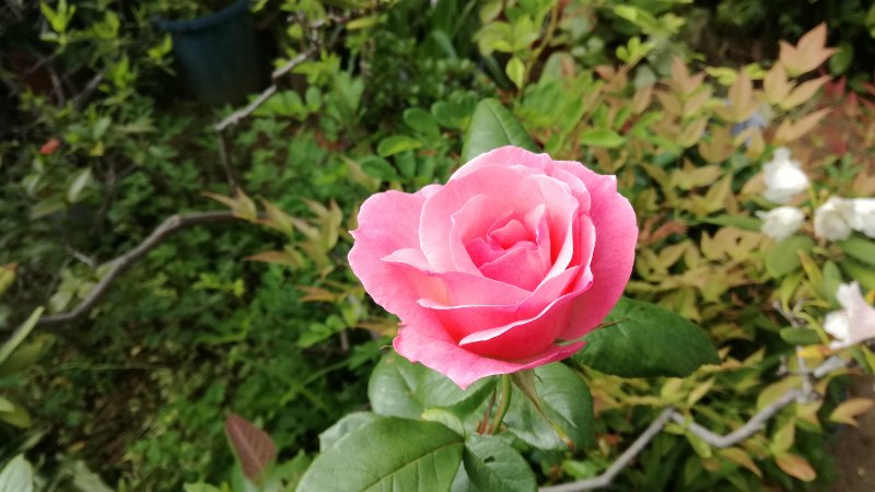 薔薇 薔薇