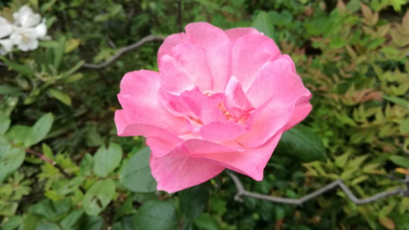 薔薇 薔薇