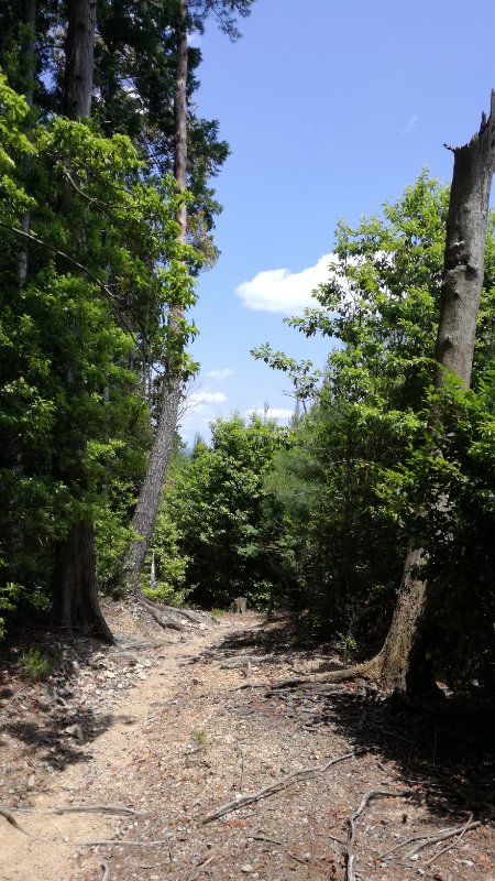 山道 山道