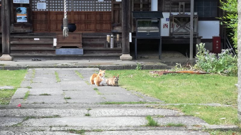 猫 猫