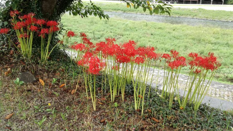 彼岸花 彼岸花
