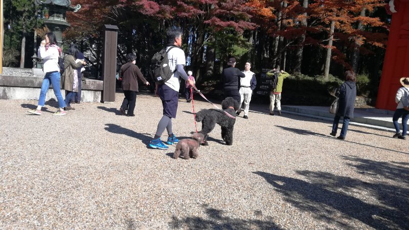 犬 犬