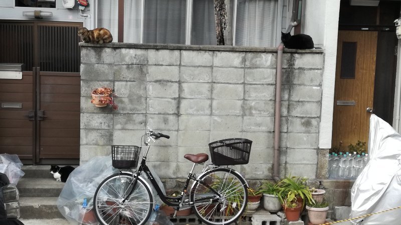猫は、何匹？