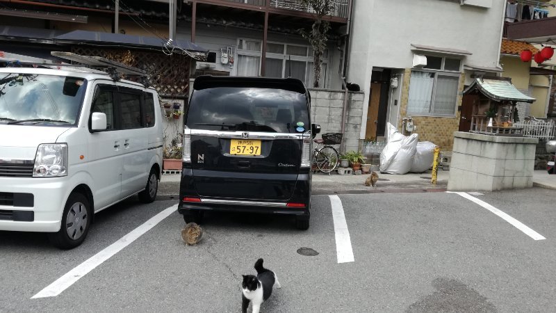 ねこ猫ネコ