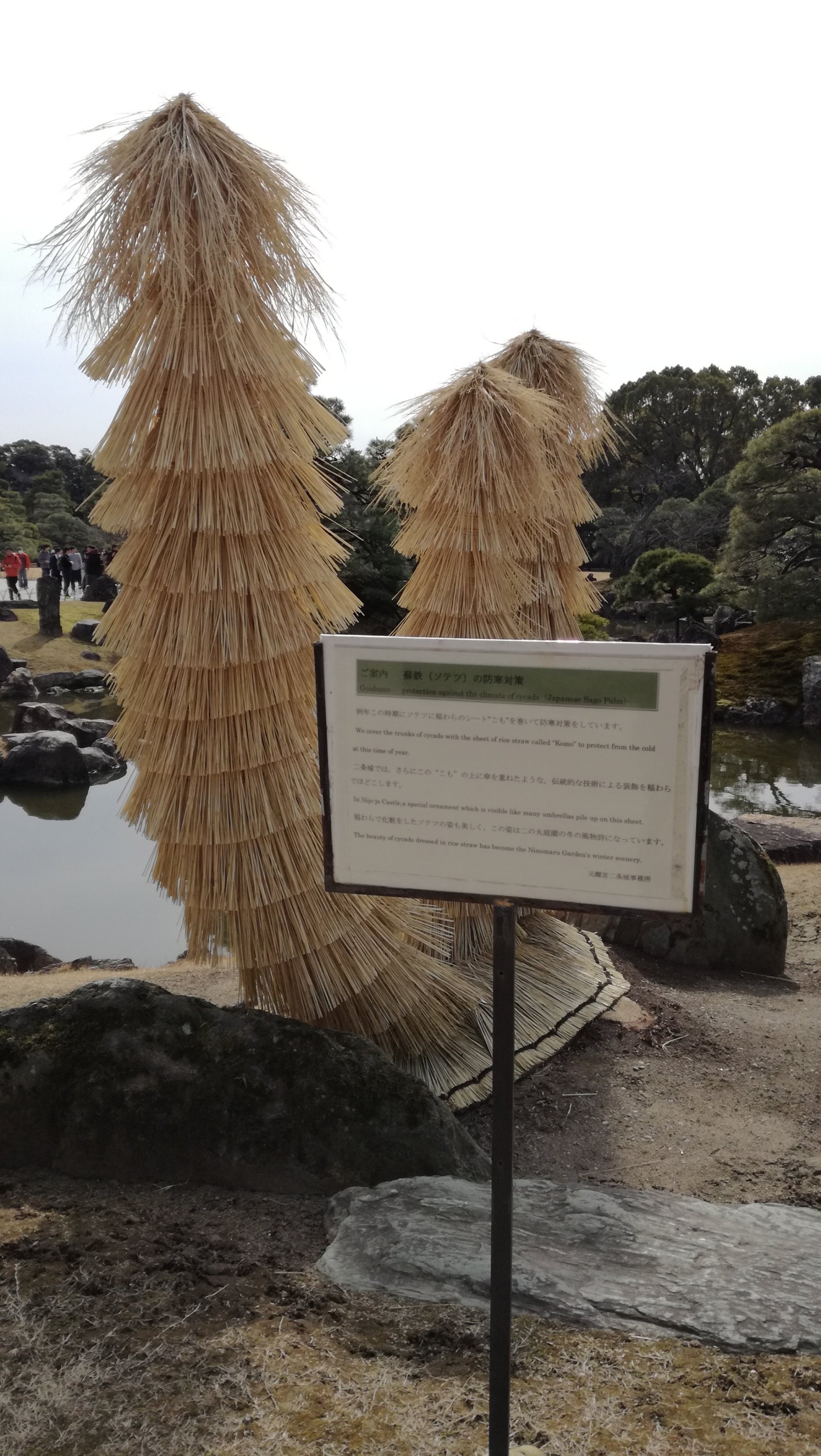  蘇鉄
