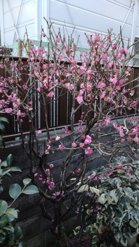 紅梅