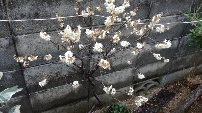 白梅