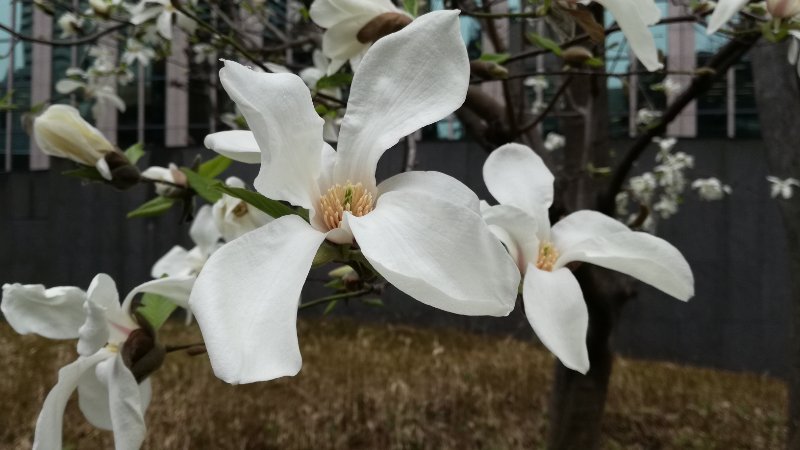 白木蓮