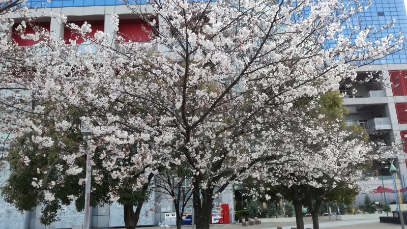 扇町公園