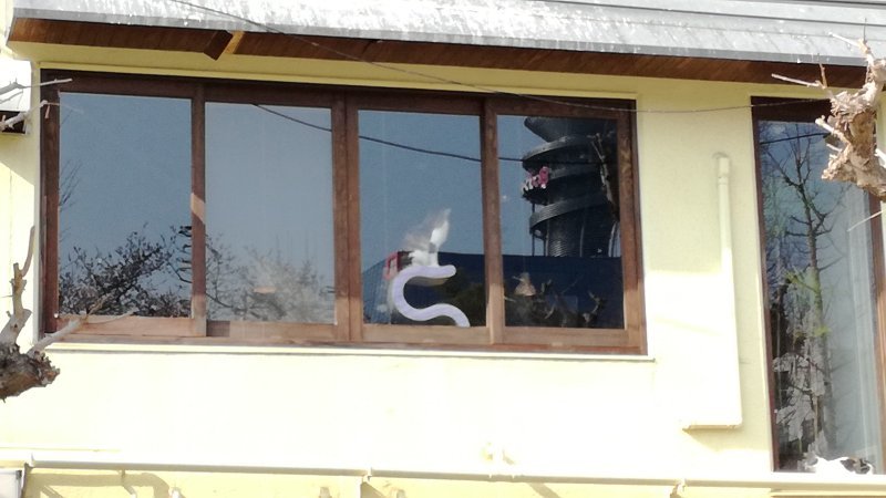猫が花見
