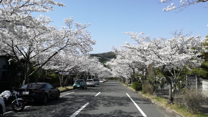 桜並木