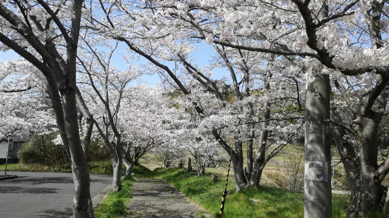 桜並木