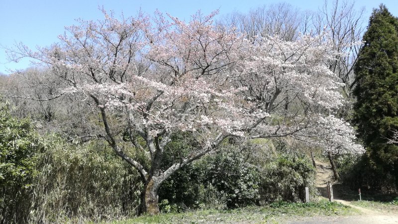 桜