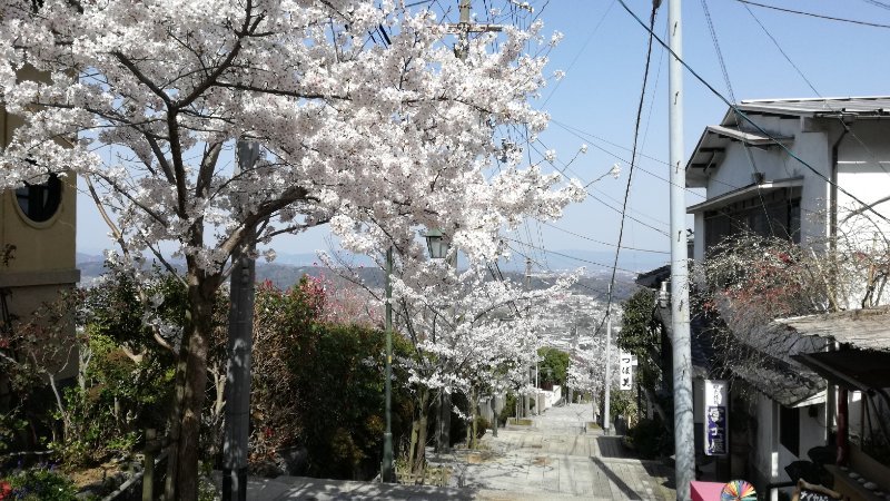 桜並木