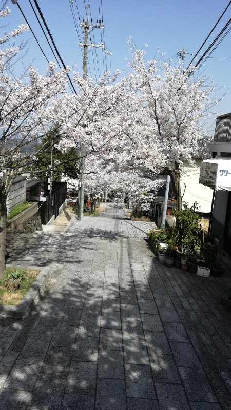 桜並木