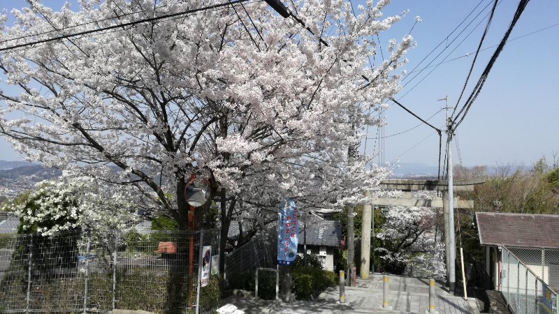 桜並木