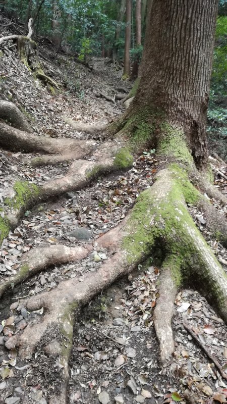 木の根 木の根