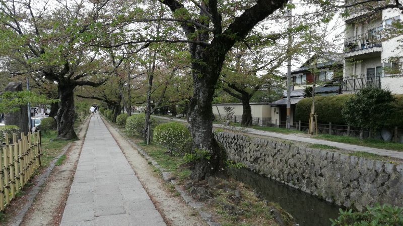 桜並木 桜並木