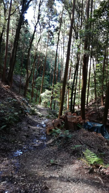 山道