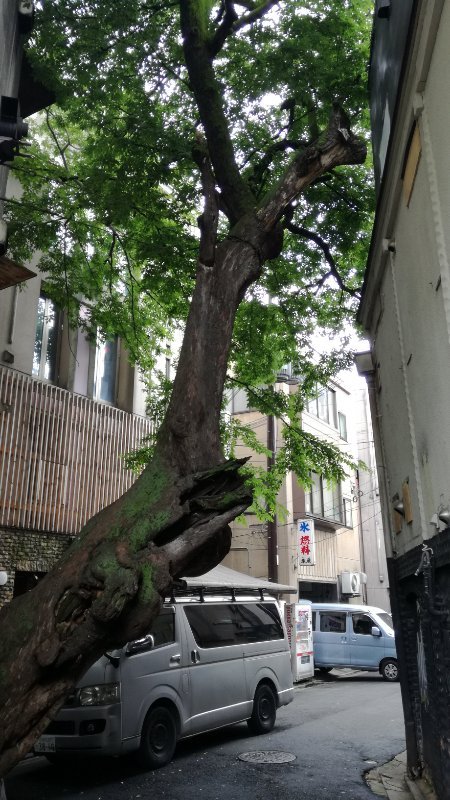 榎の大木