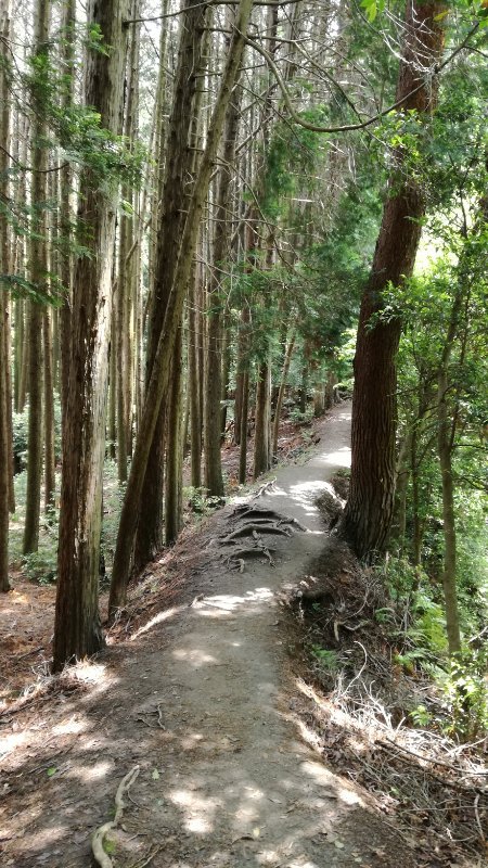 痩せ尾根
