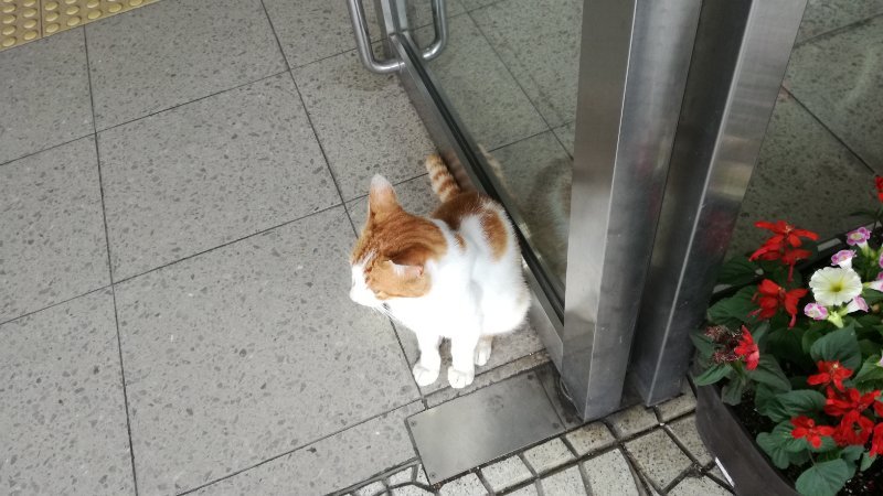 お出迎えの猫