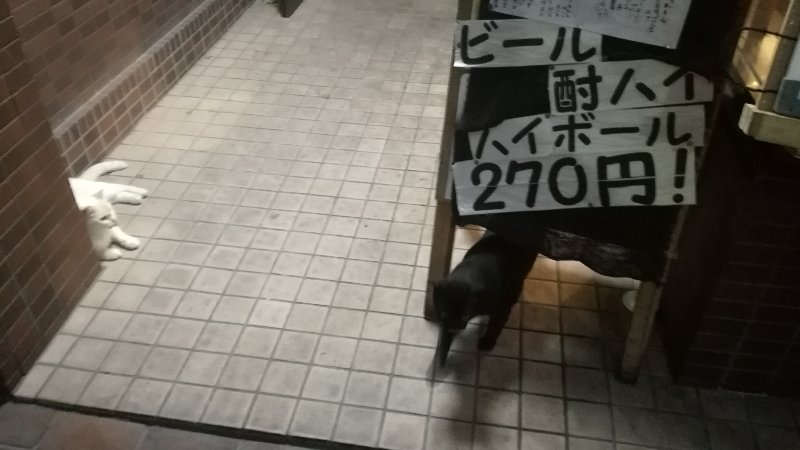 猫のお出迎え