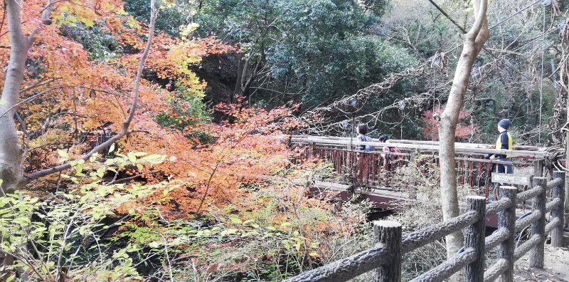猿のかずら橋 猿のかずら橋