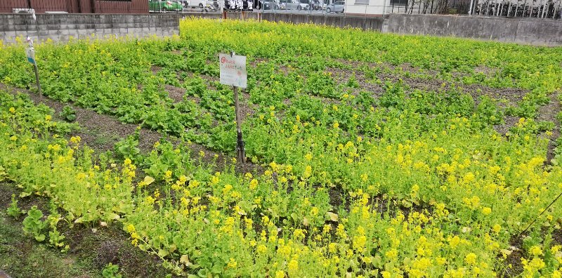 菜の花畑
