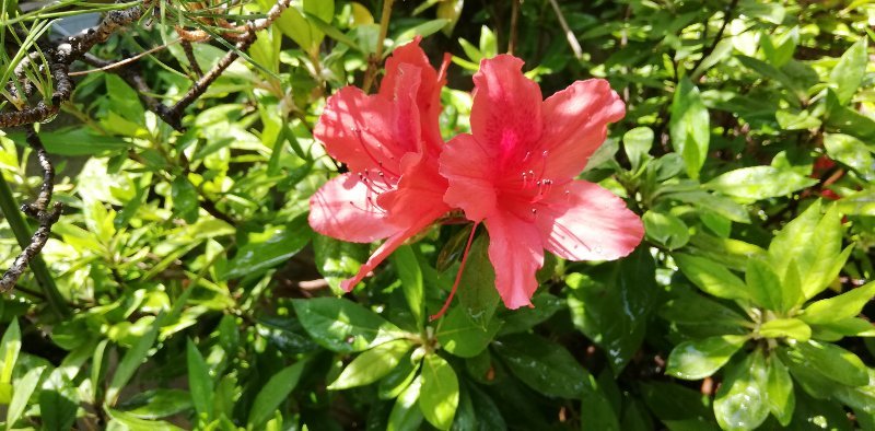 躑躅の花