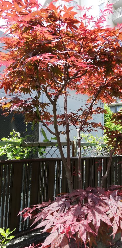 紅葉