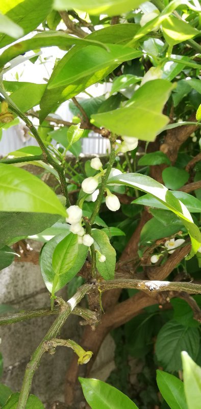 柚子の花