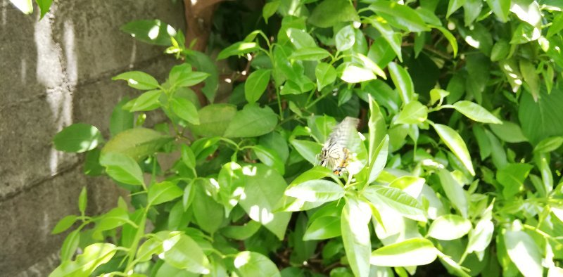揚羽蝶の産卵