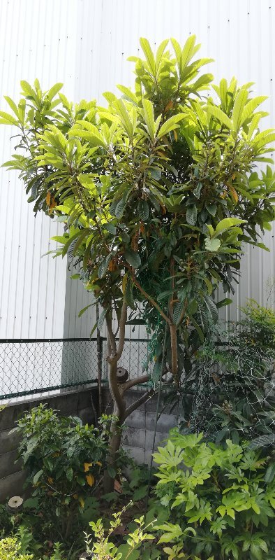 枇杷の木