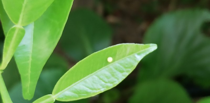 揚羽蝶の卵