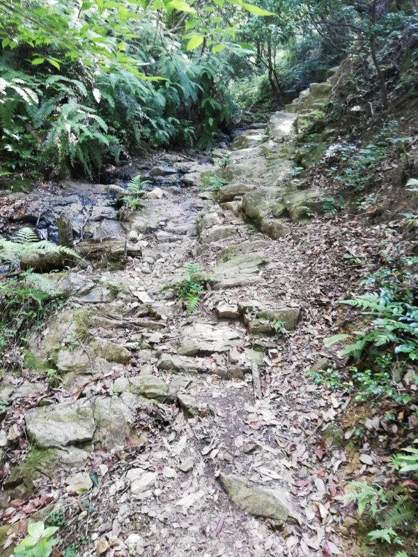 尾根登り開始
